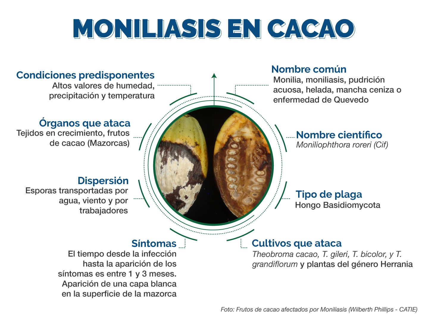 Infografía moniliasis del Cacao