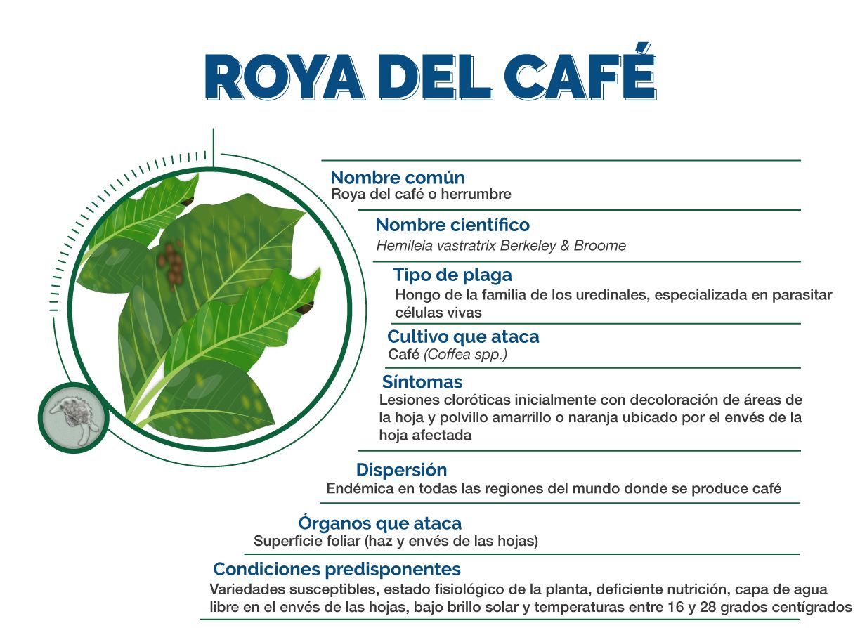 Informacion Técnica Roya del Café