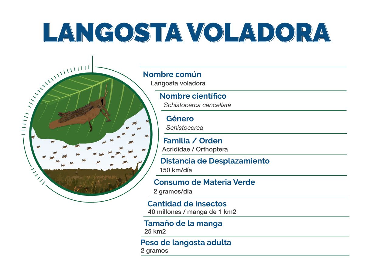 Infografía Langosta voladora