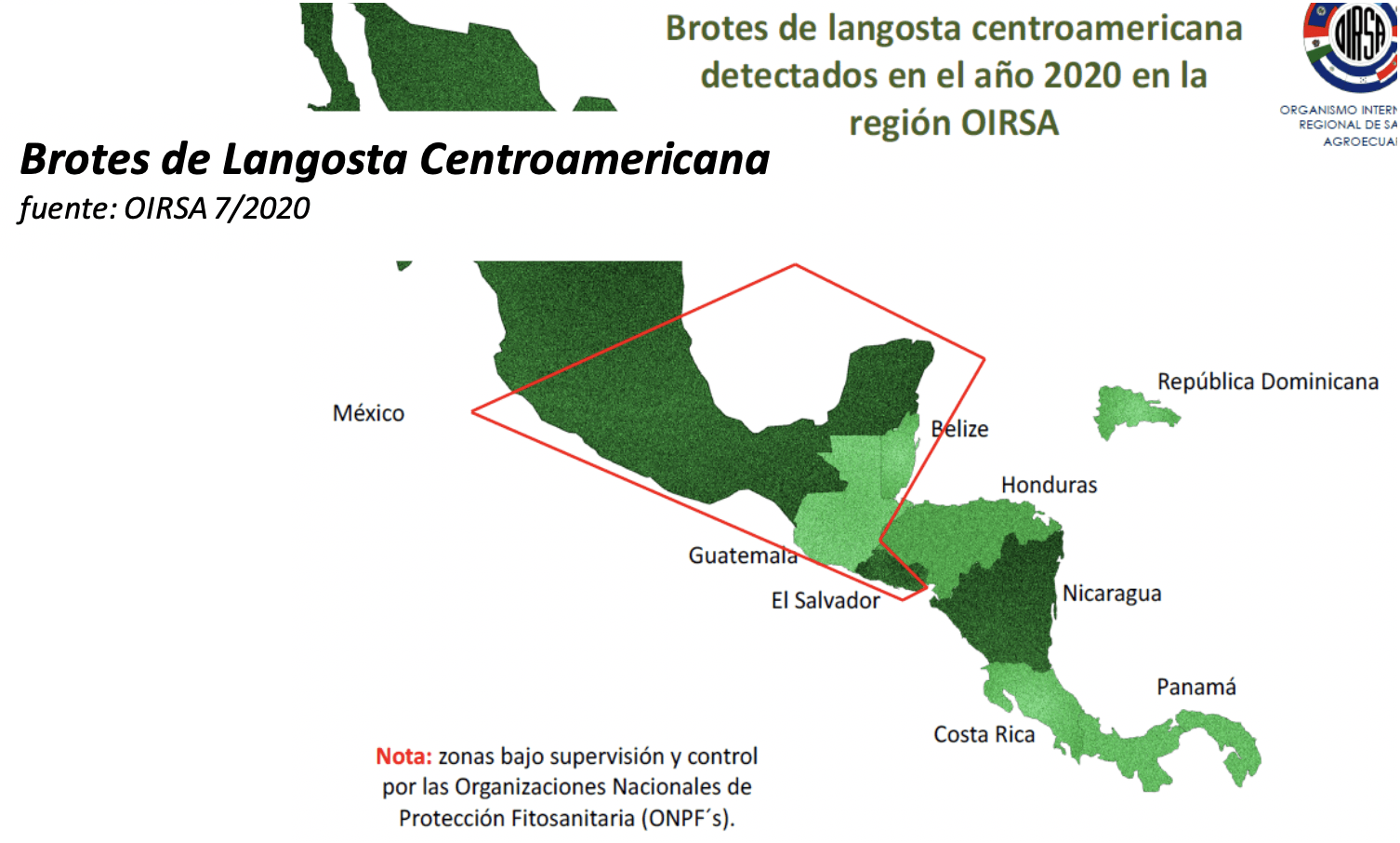 Brotes Langosta Centroamericana