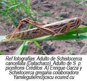 Langosta Centroamericana adulta