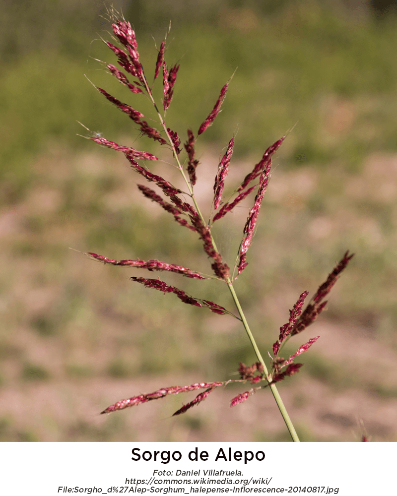 Sorgo Alepo