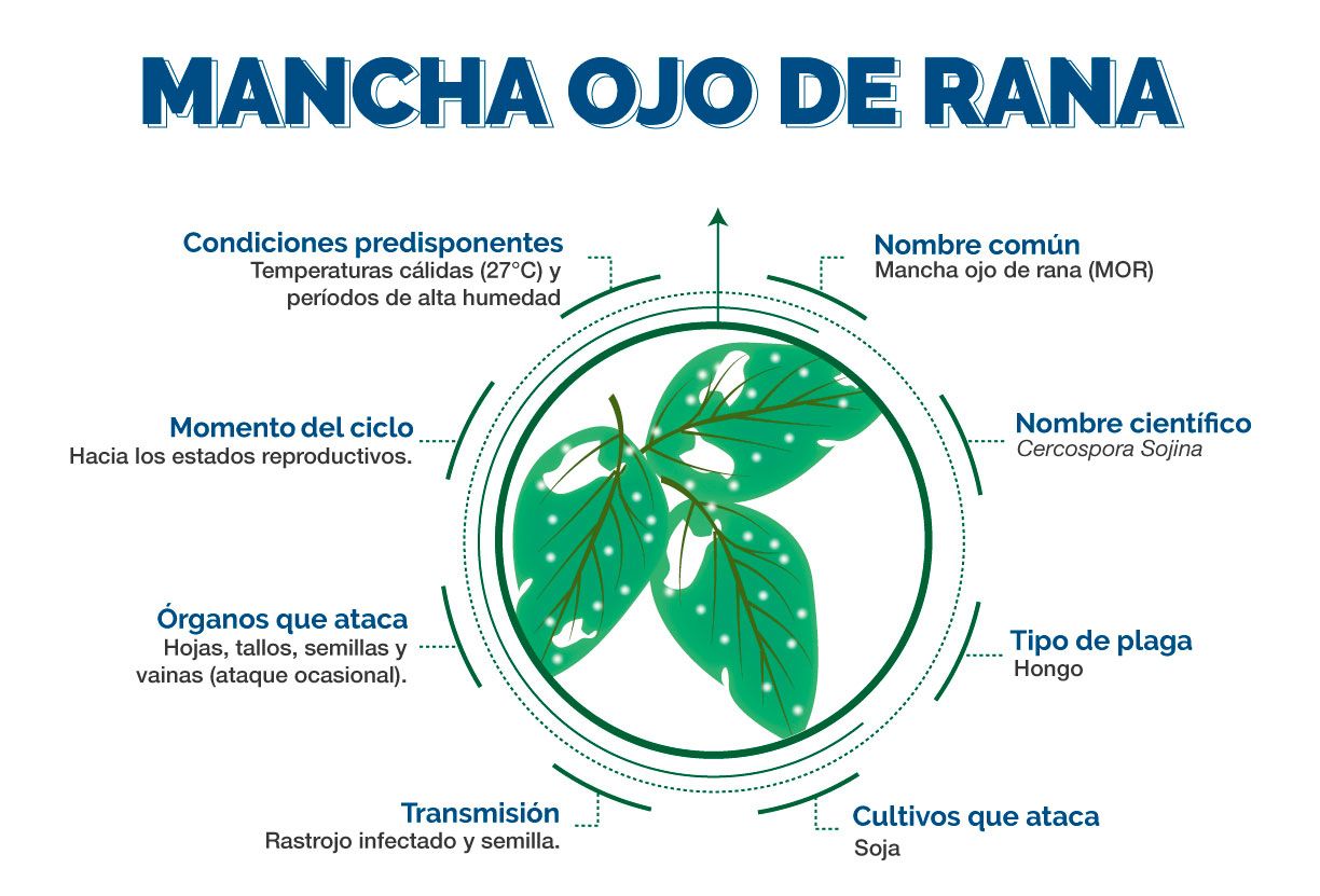 Informacion Técnica Mancha Ojo de Rana