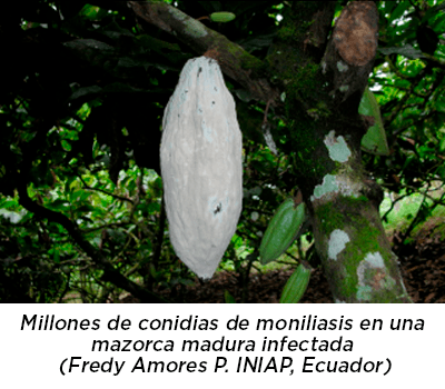 Conidias de Moniliasis