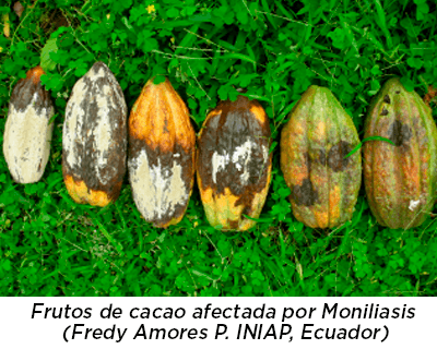 Fruto de Cacao afectado