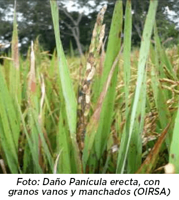 Daño Panicula ácaro Arroz