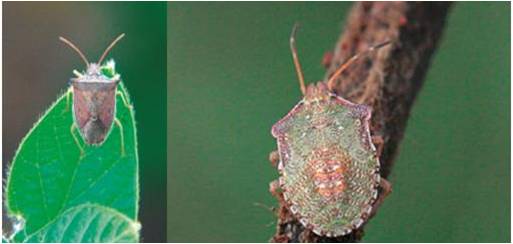 Chinche Adulto de Abdomen Verde