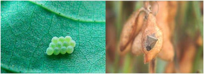 Chinche de Abdomen Verde