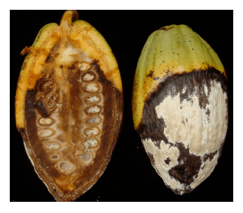 Frutos de cacao afectados por Moniliasis 