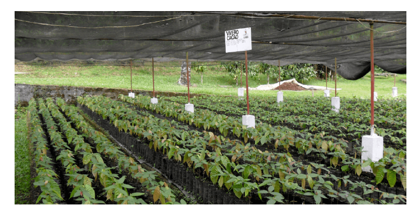 Vivero con materiales de cacao en Colombia