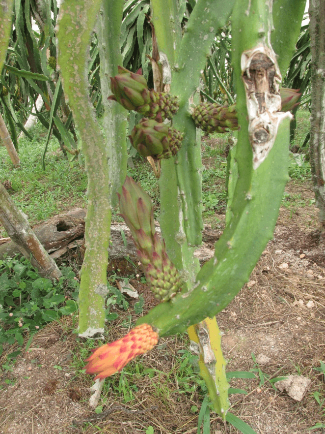 Daños ocasionados por Dasiops spp en botón floral de pitahaya