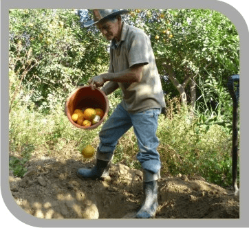 Control cultural de moscas de la fruta 1