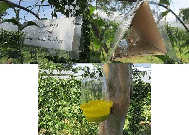 Trampas para monitoreo de moscas de la fruta