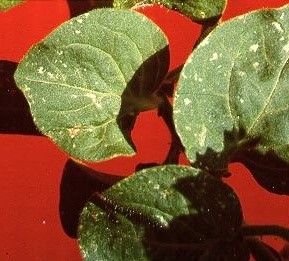 Planta de petunia con lesiones sin virus 1