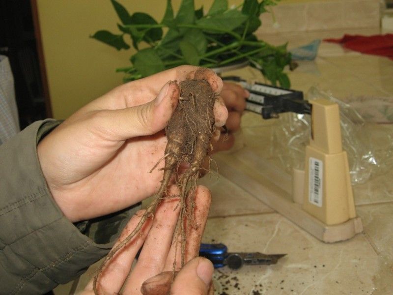 Raíces de Mirabilis jalapa