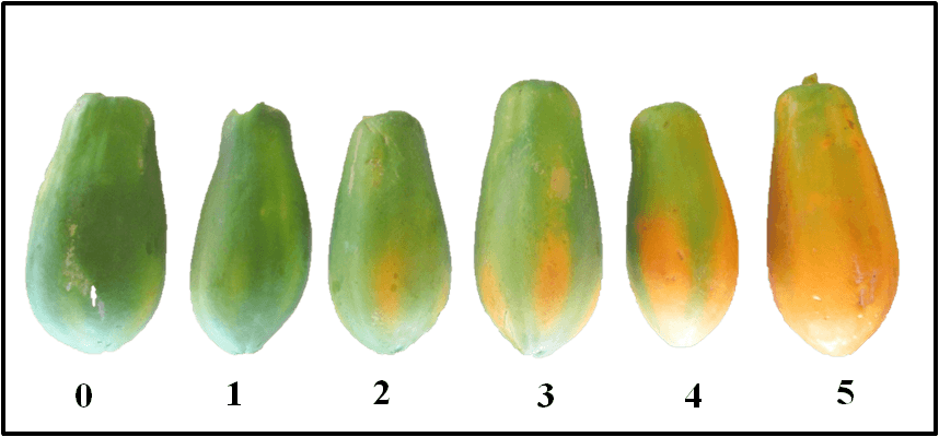 Grado de maduración papaya 