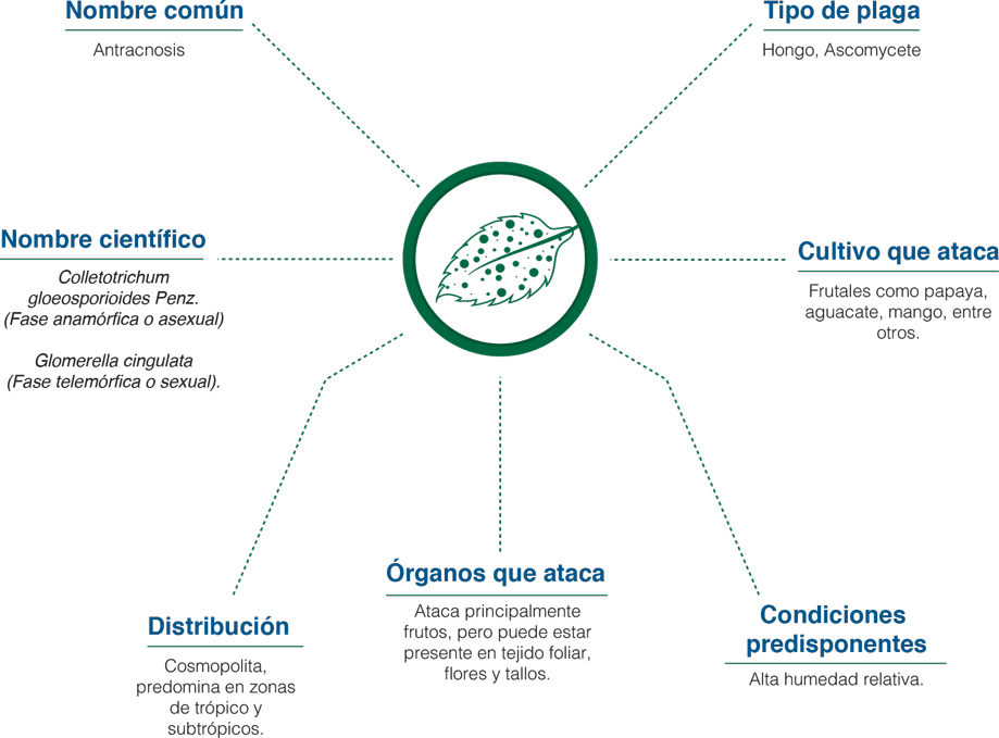 Infografía  Antracnosis