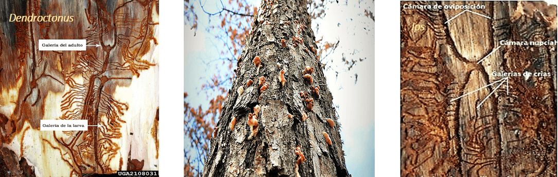 Árboles abatidos por los gorgojos