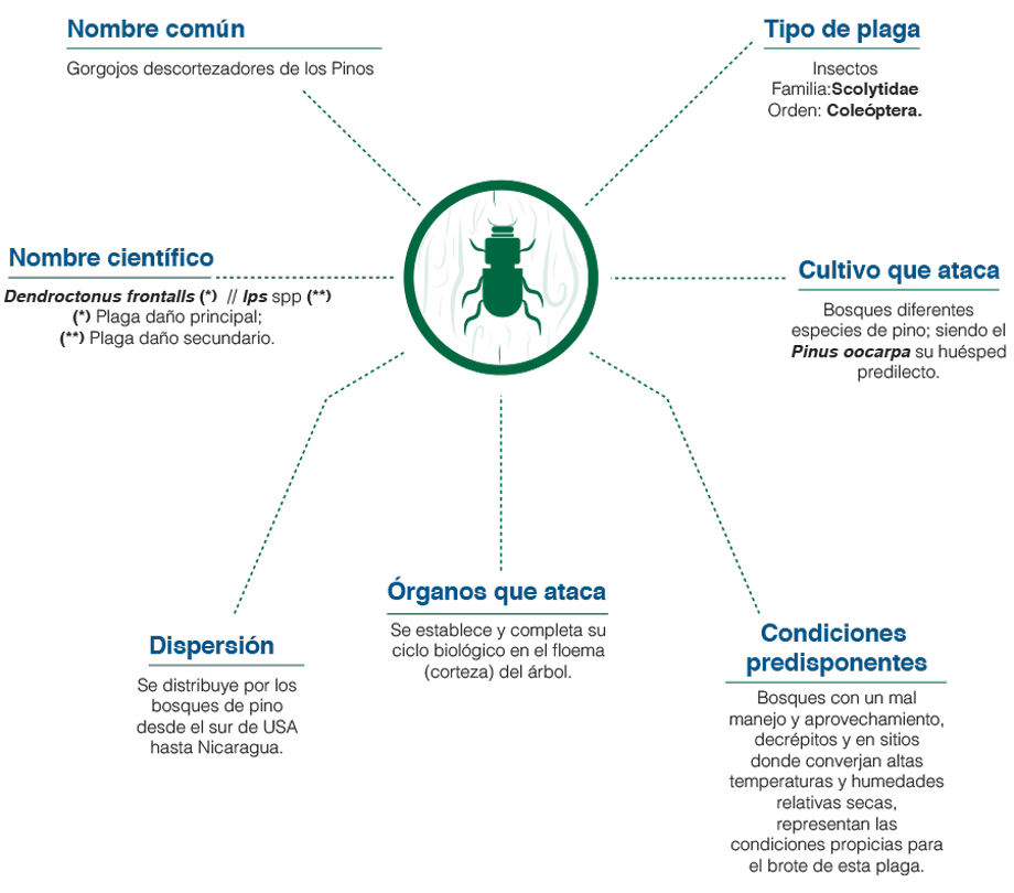 Infografía Gorgojo de los pinos