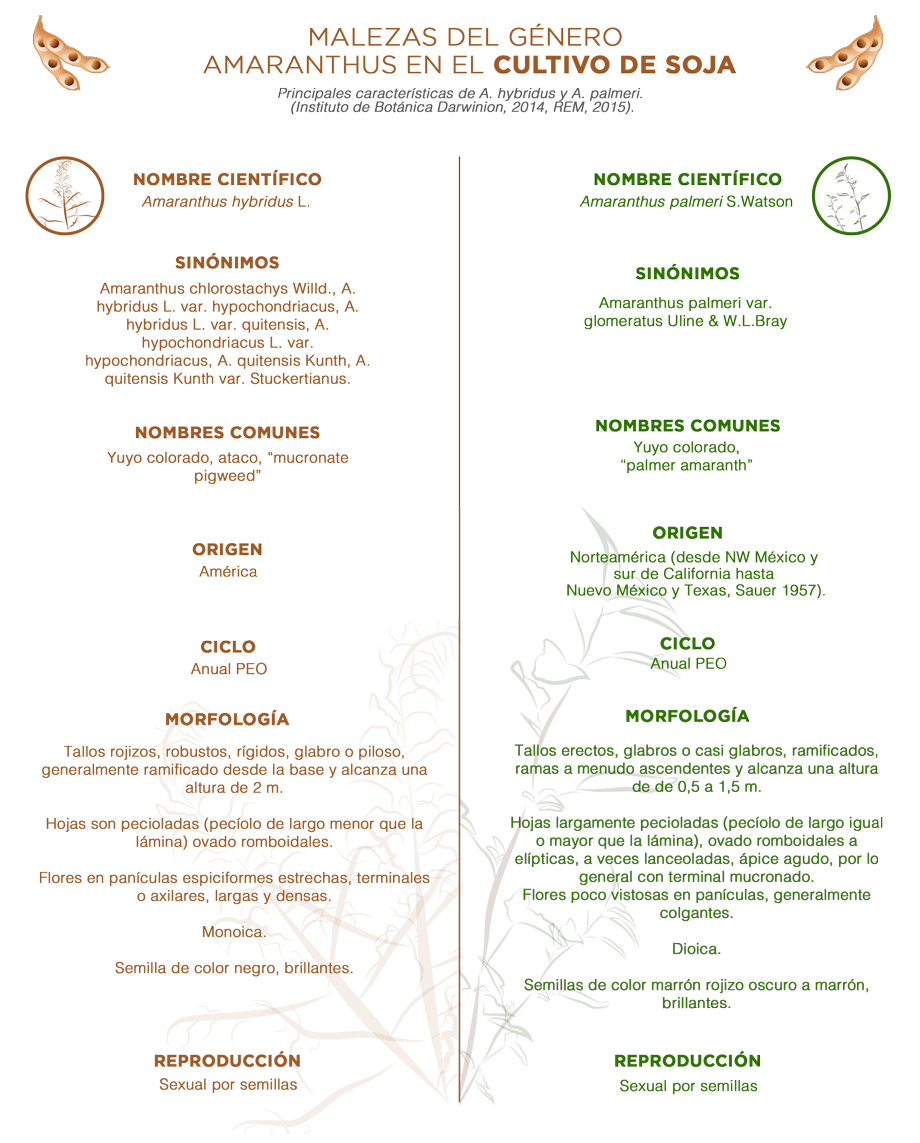 Infografía Amaranthus