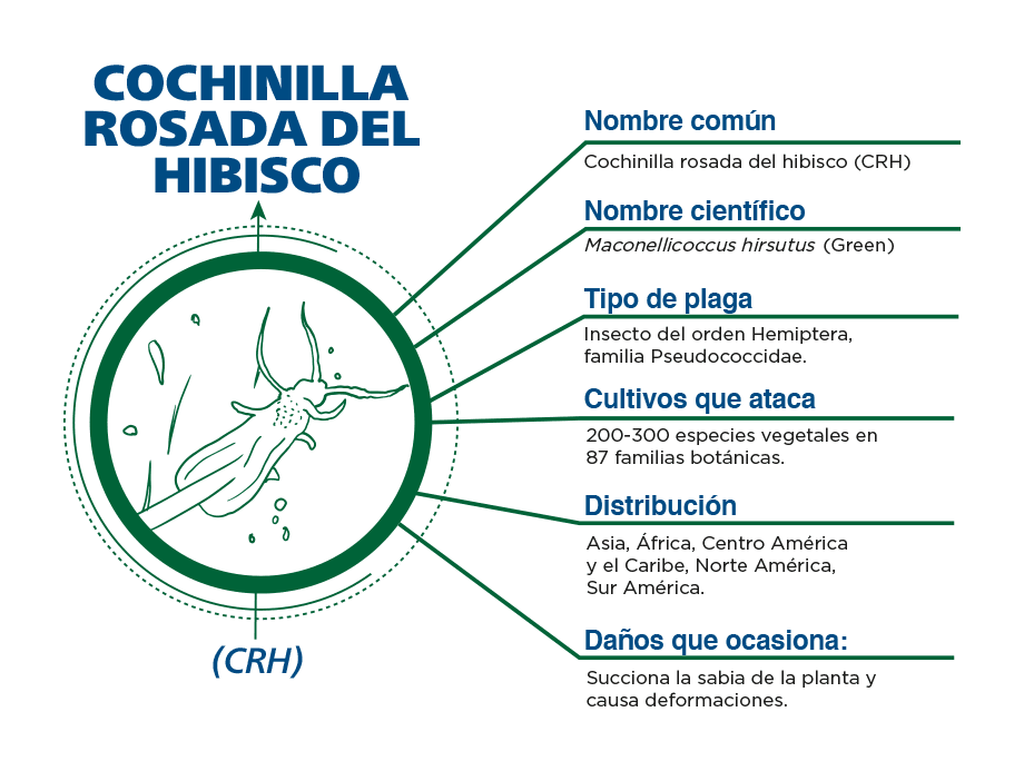 Infografía Cochinilla rosada