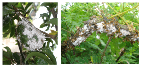 Malformación en frutos de guanábana