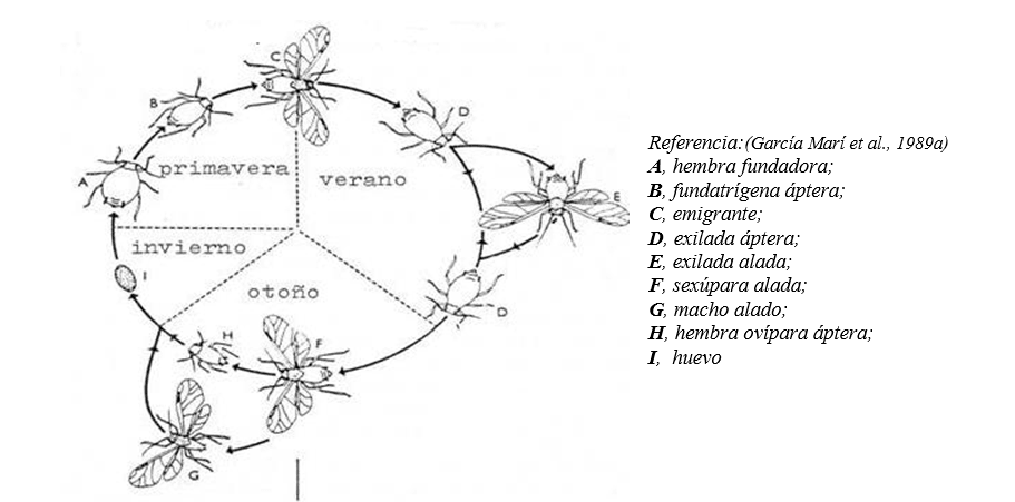 Ciclo de vida Pulgón de la avena