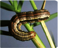 Gusano cogollero larva grande