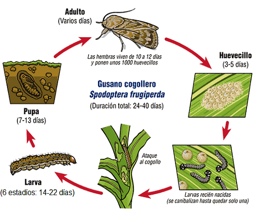 Gusano cogollero ciclo de vida