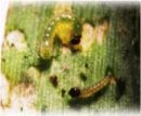 Gusano cogollero larva