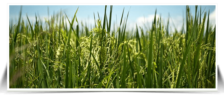 Tecnologias para la Sostenibilidad  en el Campo de Arroz