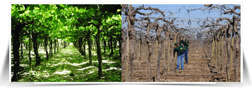 Antes y Despues Viñedo Afectado con Lobesia Botrana