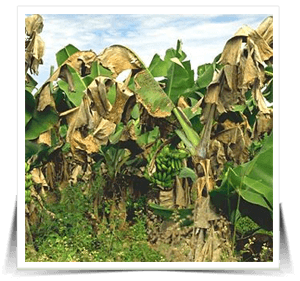 Sintomas de Cultivos Afectados por Sigatoka Negra