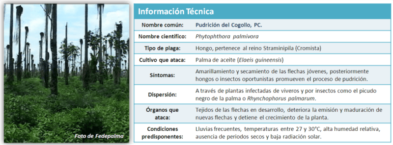 Informacion Técnica Pudrición del Cogollo