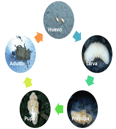 Ciclo de Vida del Gusano Blanco