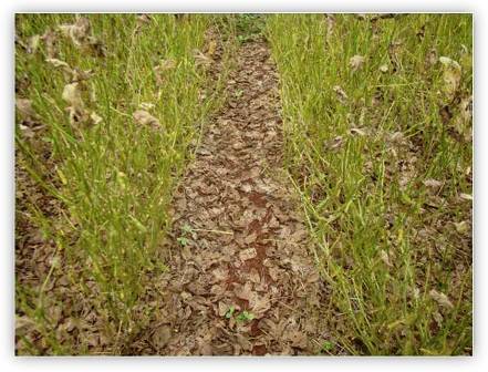 Defoliación en Soya Causada por Roya Asiática Defoliación en Soya Causada por Roya Asiática