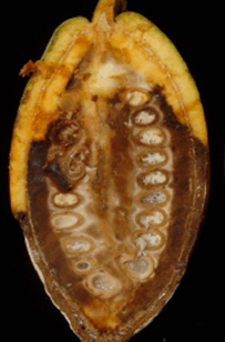 Moniliasis del cacao