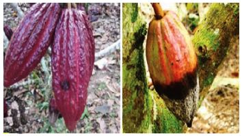 2fotos cacao