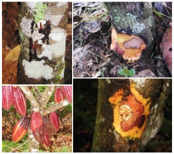 4 fotos cacao