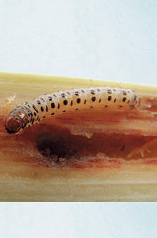 Barrenador Tallo Diatraea saccharalis Maíz