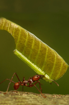 Hormiga Arriera