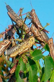 Langosta Centroamericana