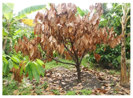 Árbol de cacao seco 