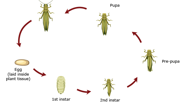 ciclo de vida trips