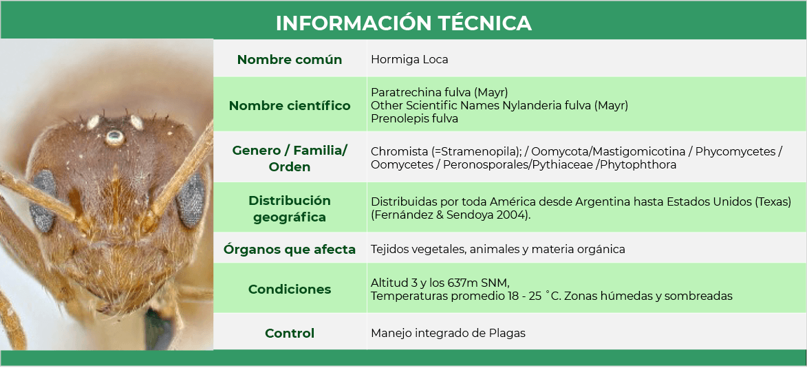 cuadro tecnico hormiga loca