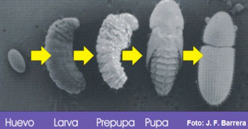 Evolución Broca del Café 