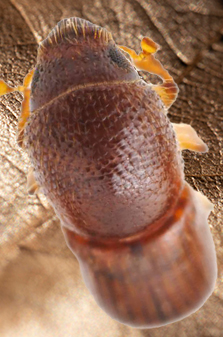 Barrenador del cacao