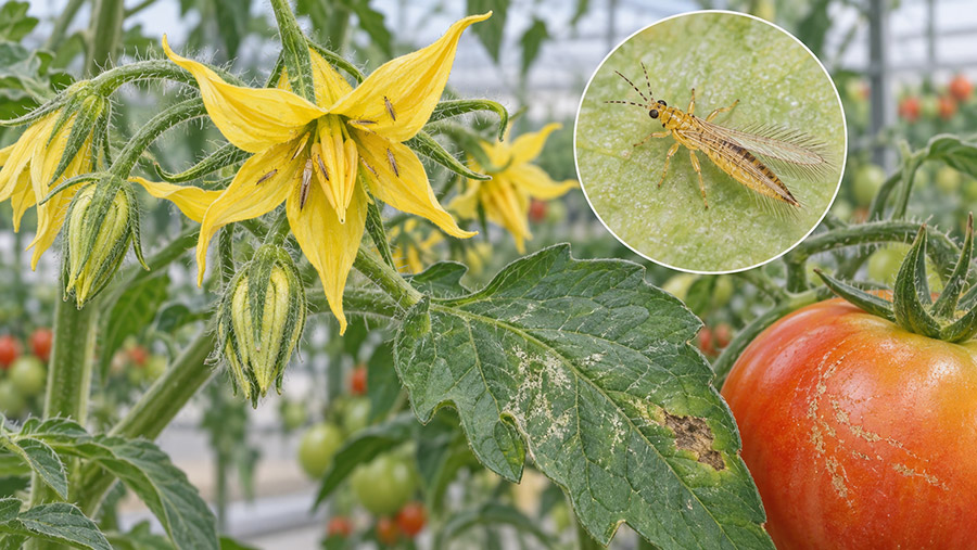 foto tomate plaga chile