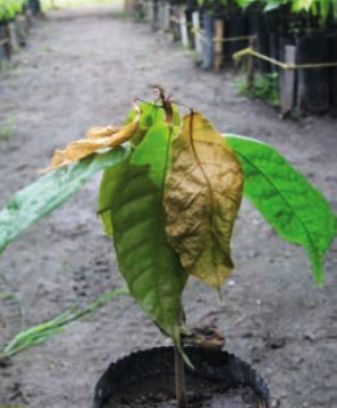 hojas mazorca cacao