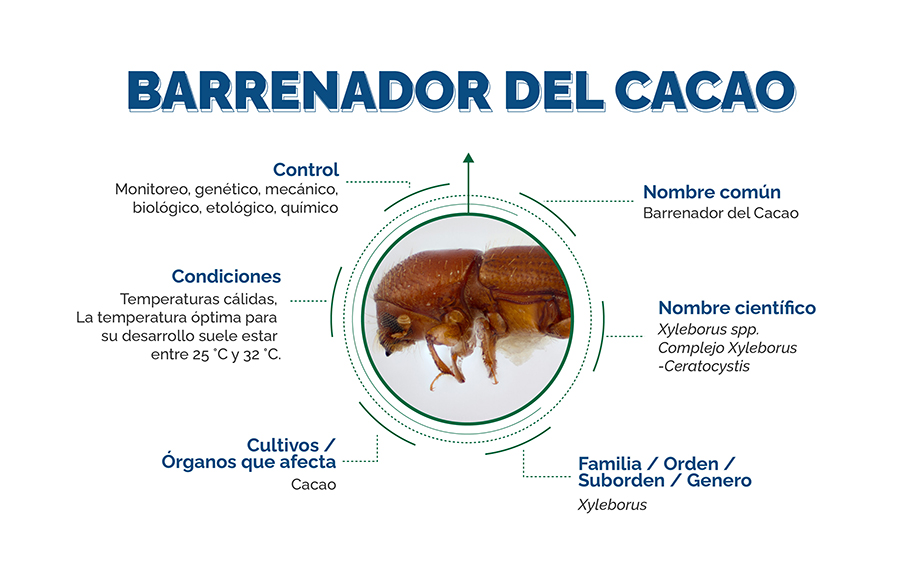 inofgrafia Barrenador del Cacao